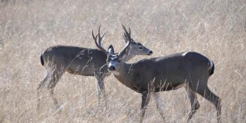 Dos especies de herbívoros, los ciervos