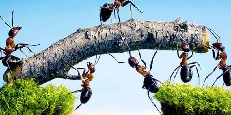 Las hormigas cooperan unidas