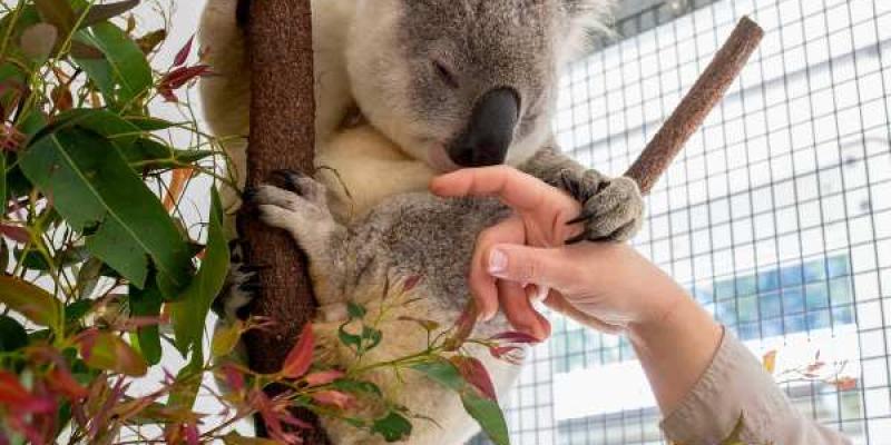 Koalas y su huella dactilar