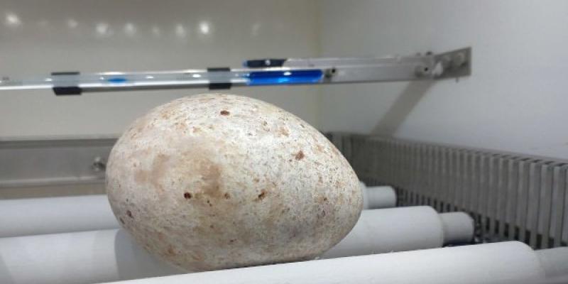 El huevo de buitre negro rescatado