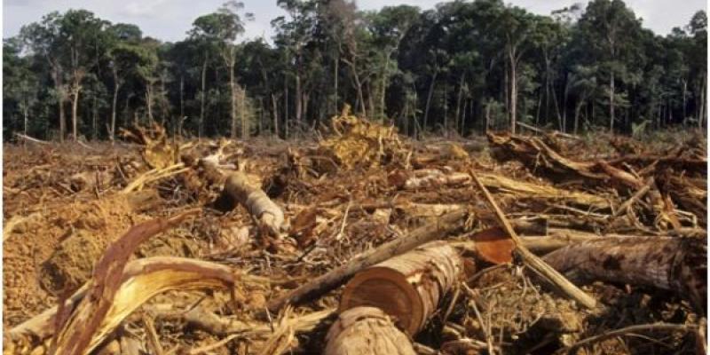 El PNUMA informa de la destrucción de la naturaleza que realiza la humanidad