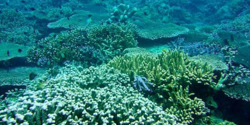 Exploración en el mar de Indonesia, Saluwesi