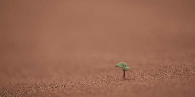 Planta creciendo representando el cambio climático