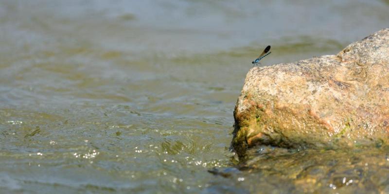 El cambio climático ataca a los insectos acuáticos