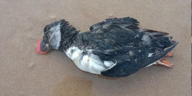 Frailecillo orillado en una playa de Cantabria