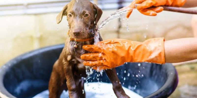 ¿Es seguro bañar a tu perro con jabón lavavajillas?