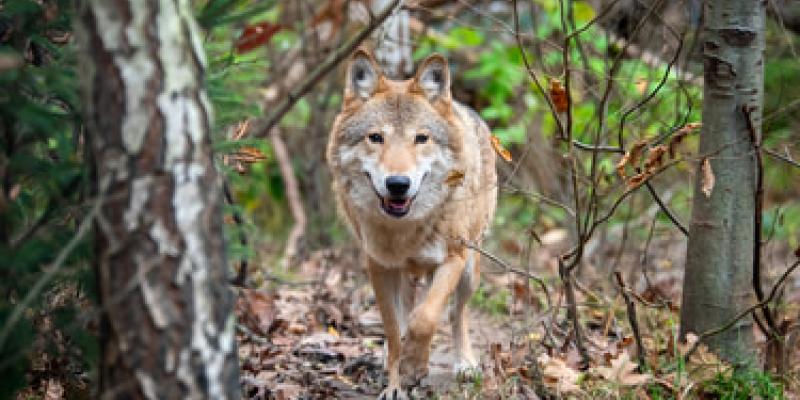 Un descubrimiento de un lobo momificado