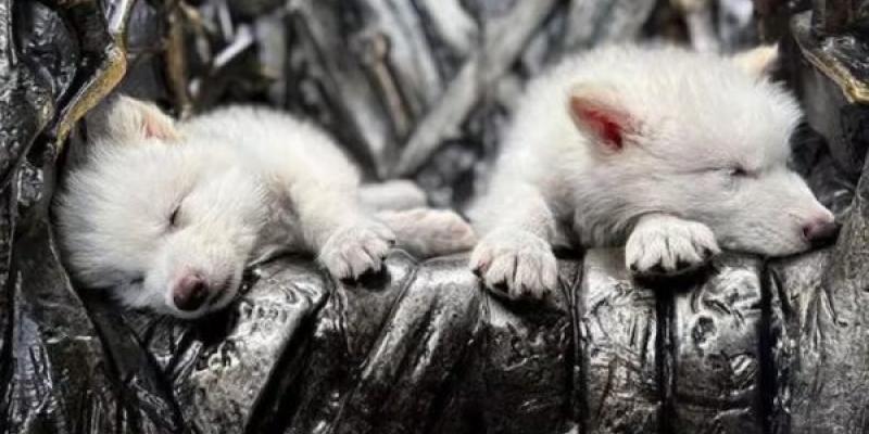 Lobo terrible vuelve a la vida gracias a la biotecnología