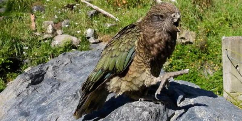 Loro Bruce, sin pico y con discapacidad