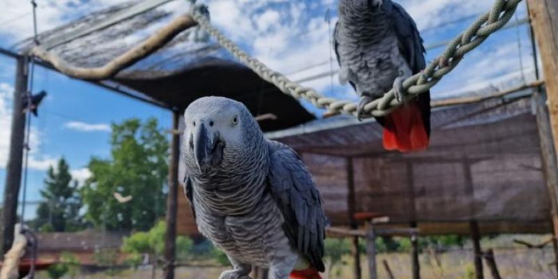 Dos de los loros repatriados