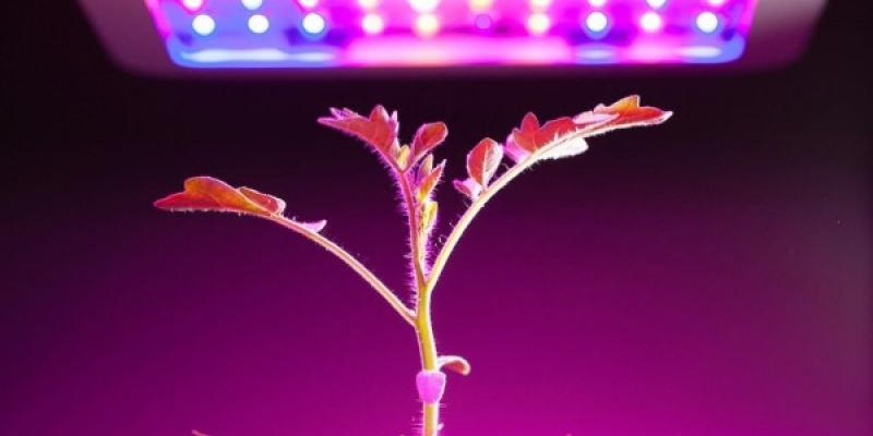 Planta recibiendo luz artificial