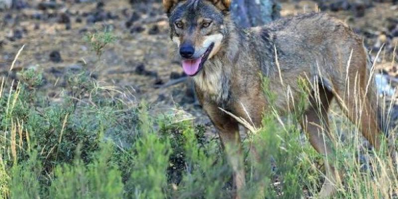 Luz verde a la caza del lobo ibérico tras tres años prohibida al norte del Duero