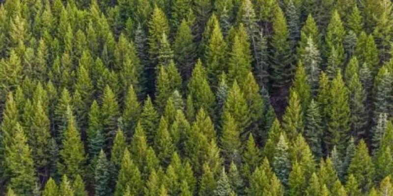 Los bosques de España no se aprovechan como se debería para la madera