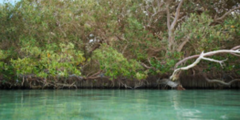 Los manglares son claves para cuidar nuestro medio