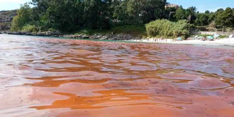 Empresas para tratar las mareas rojas