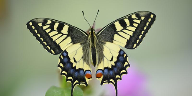 El recorrido de las mariposas carderas 