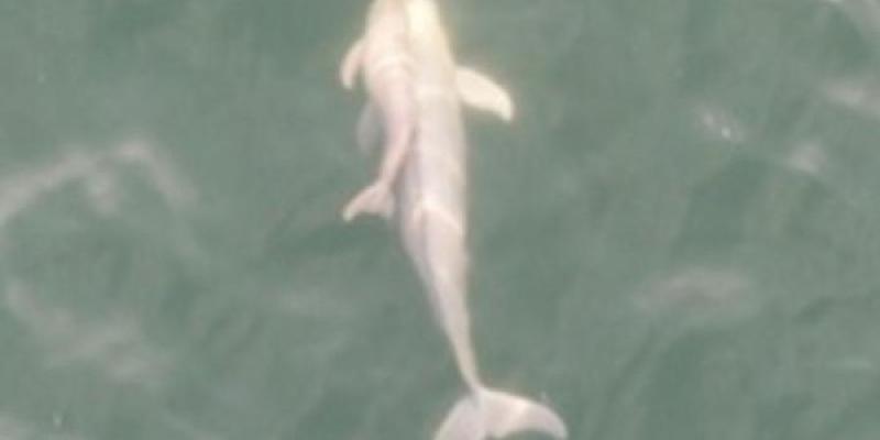 Cría y adulto de marsopas sin aleta