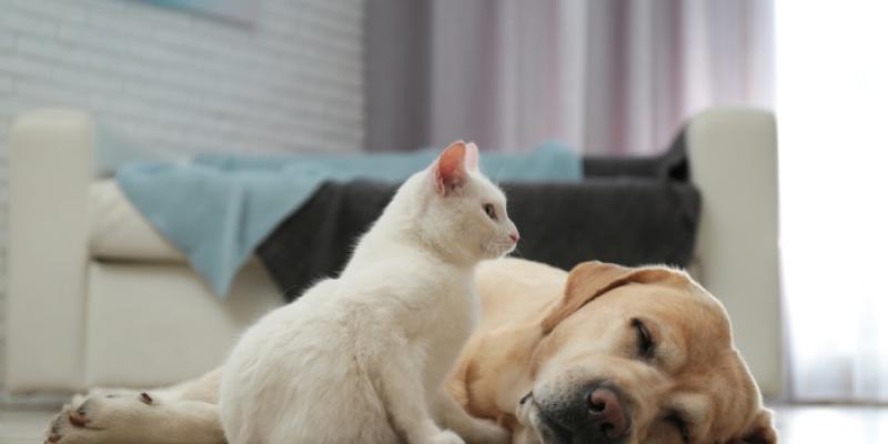 Gato junto a un perro 
