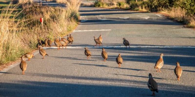 Al construir infraestructuras impactamos en la biodiversidad