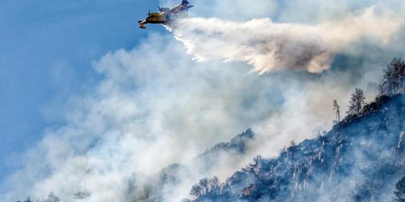 La memoria adaptativa de los árboles sufre tras los incendios, una gestión forestal correcta contribuye a su mantenimiento