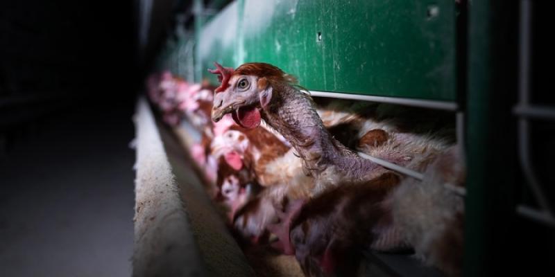 Gallinas enjauladas