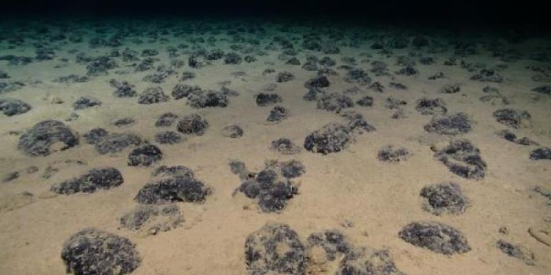 La minería submarina daña los ecosistemas por años