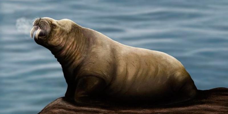 Recreación de la nueva especie descubierta, un mamífero extinto parecido a una morsa 