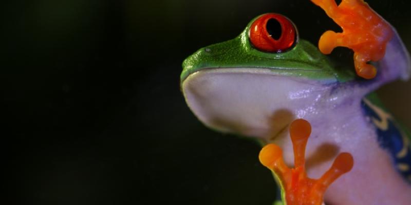 rana arborícola de ojos rojos