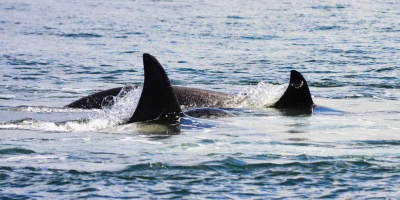 Las orcas recurren a las algas para masajearse