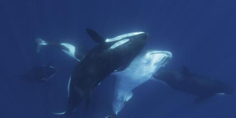 Orcas en el golfo de California cazando un tiburón ballena