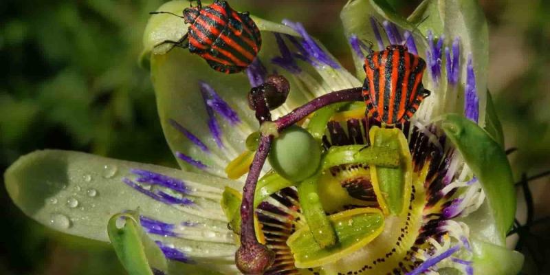 Las orugas bebés se protegen de las hormigas