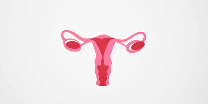 Dibujo del aparato reproductor femenino