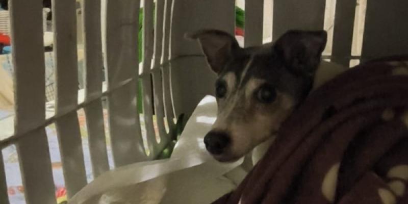 El Pacma denuncia que Renfe no deje que los animales viajen en tren