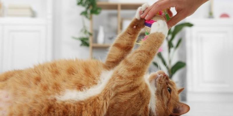 Los gatos necesitan jugar por su salud