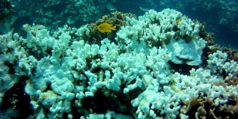 El calentamiento de los océanos provoca la desaparición de los arrecifes de coral