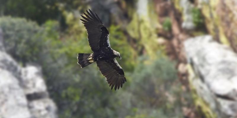 En primavera las aves en España desaparecen