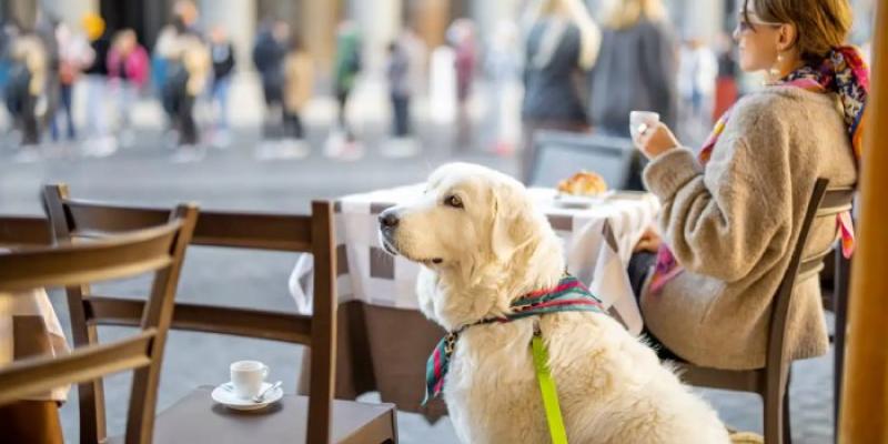 Perro con lazo de colores