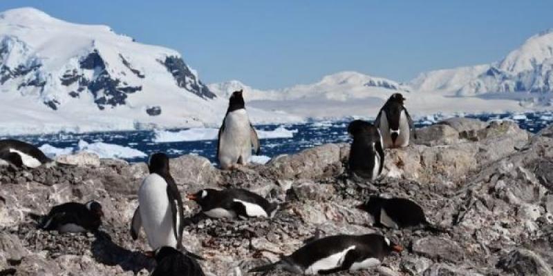 Pingüinos antárticos