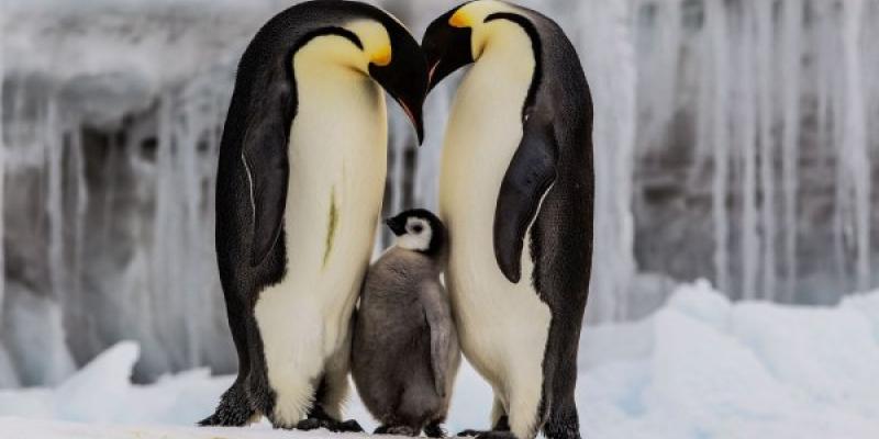 Pareja de pingüinos emperador junto a su cría