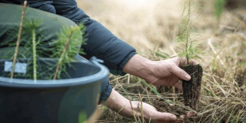 Reforestación en Aragón