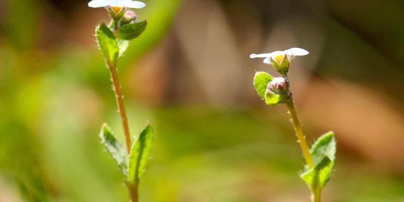 Redescubren la planta "nomevés" en Sevilla