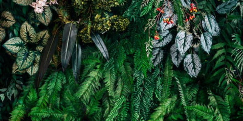 Los beneficios de las plantas para el planeta