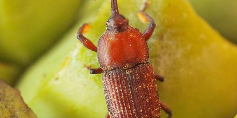 Plantas como la ‘Macrozamia communis’