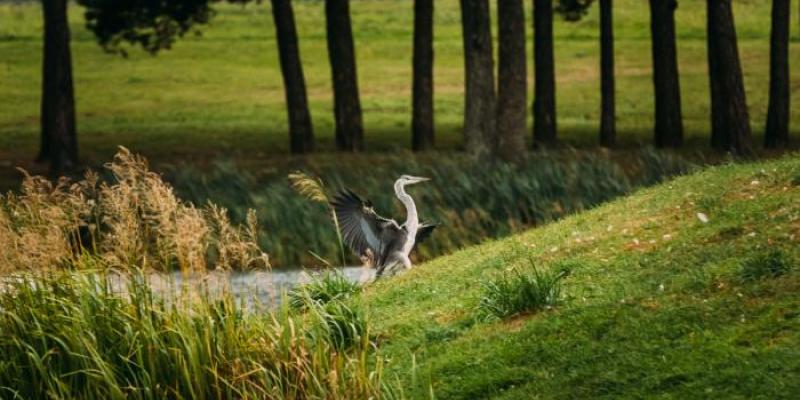 Garza en zonas verdes