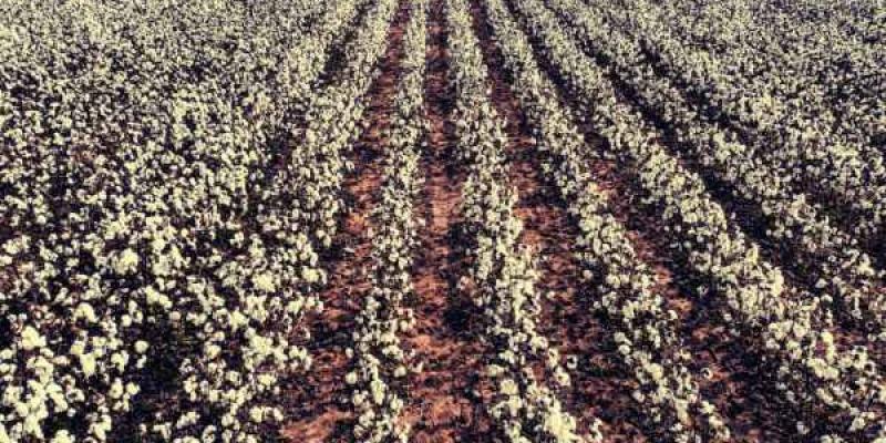 El monocultivo es eficiente, pero con el planeta no