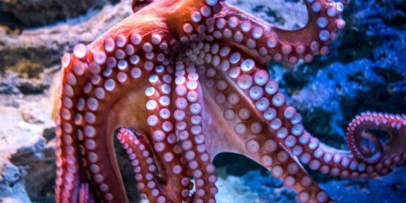 Stop granjas de pulpos en España