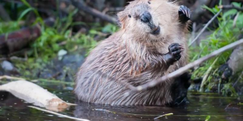 El castor europeo