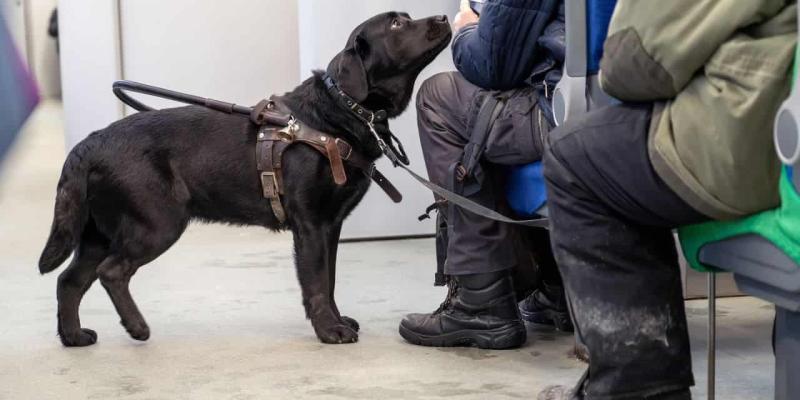 Renfe solicita a Cermi los asientos para personas con discapacidad