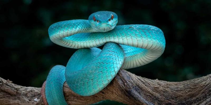 Aumenta el tráfico de las serpientes venenosas azules