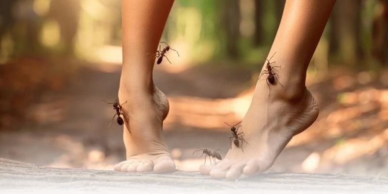 Piernas con hormigas simulando el Síndrome Andrade
